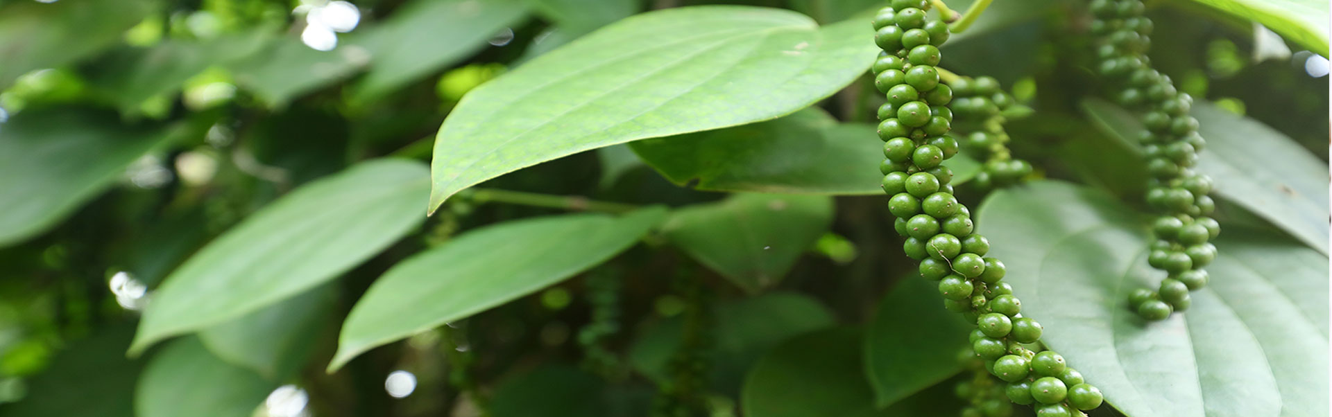 quảng cáo slider 1